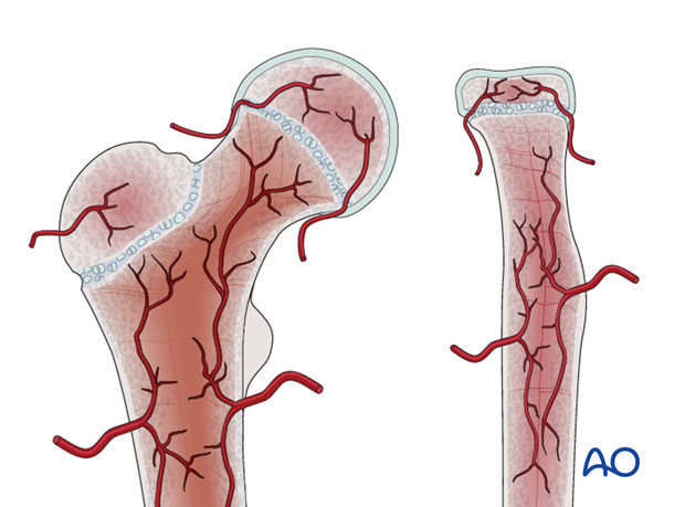 the physis