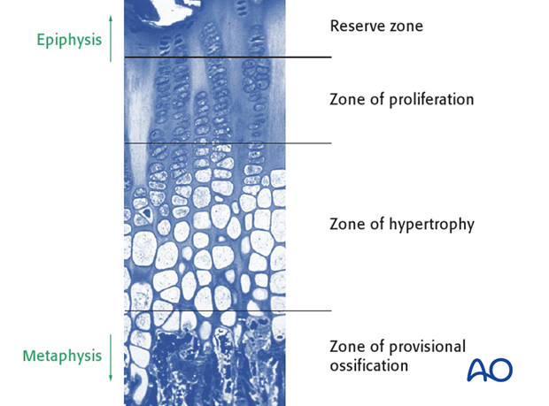 the physis