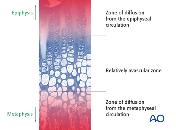 the physis