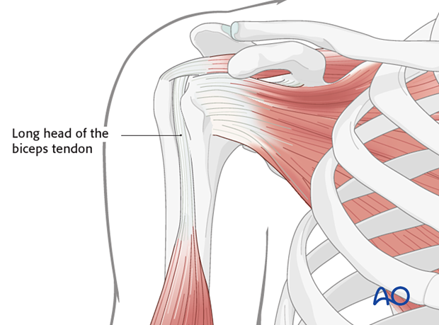 Tendon of the long head of the biceps