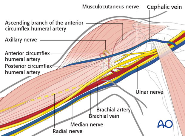 Neurovascular structures