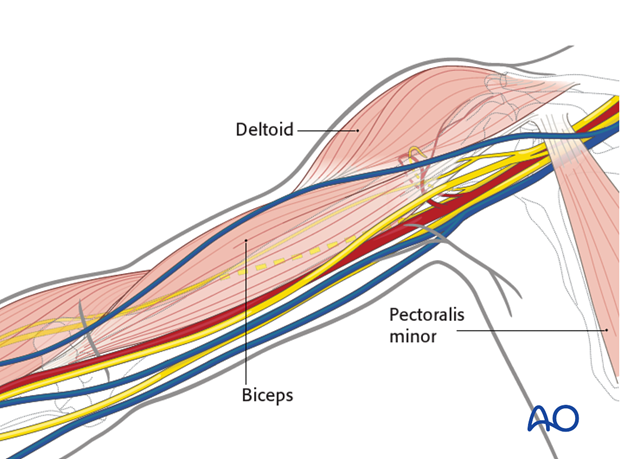 Anatomy of the upper arm