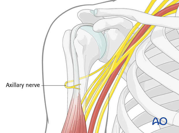 Neurovascular structures