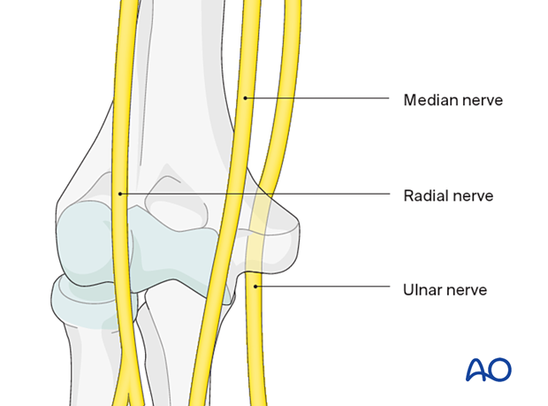 Nerves crossing the elbow