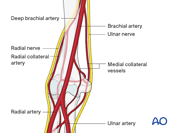 Vascularization around the distal humerus