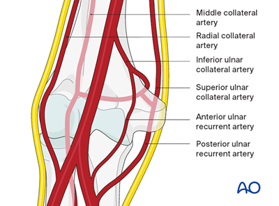 Vascularization of the distal humerus