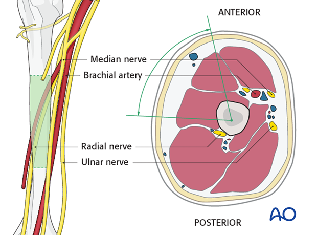 Safe zones humerus