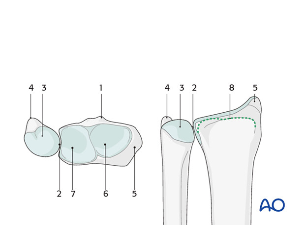 anatomy of the distal forearm