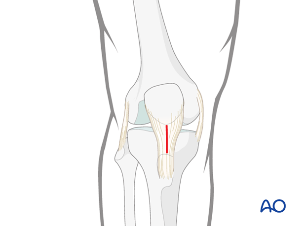 Anatomical landmarks