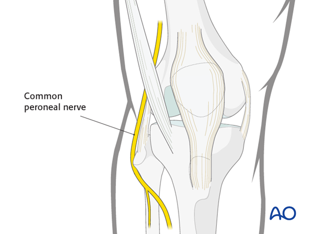 Neurovascular structures