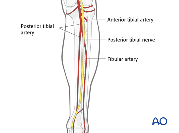 Popliteal artery