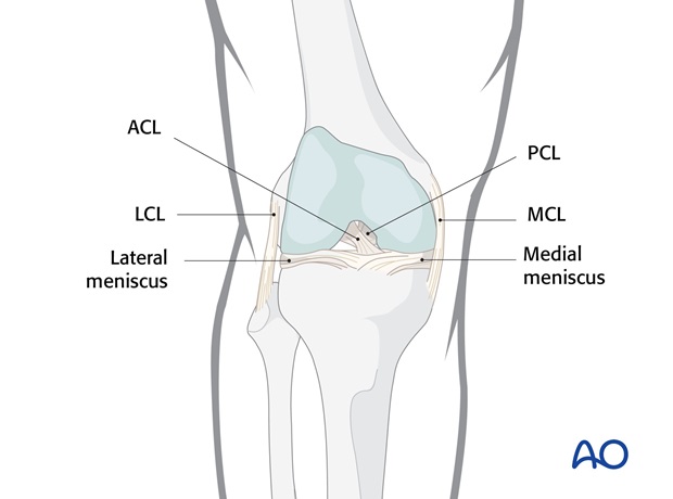 Ligaments of the knee