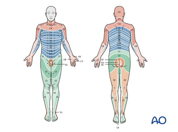 Thoracic and lumbar fractures: Patient examination - neurological evaluation