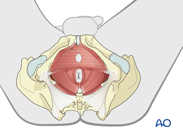 Thoracic and lumbar fractures: Patient examination - neurological evaluation