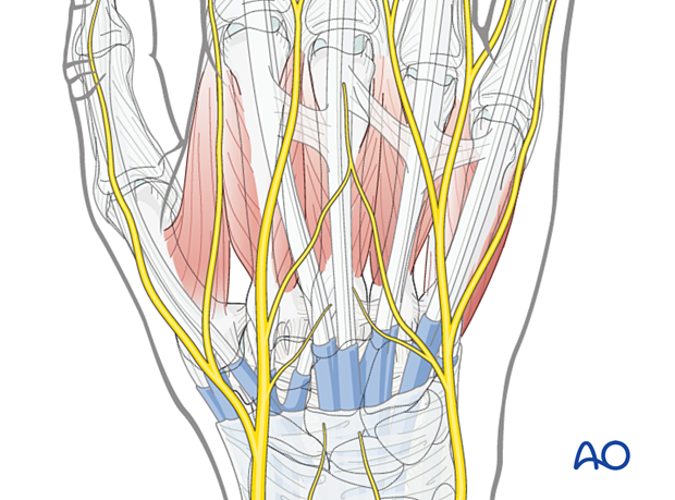 Dorsal approach to the carpometacarpal joints: surgical anatomy