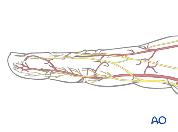 Digital nerve and artery of the finger