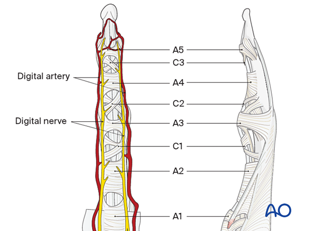 Digital arteries and nerves and flexor tendon pulleys - hand