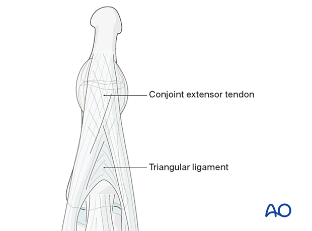 Anatomical structures of the distal phalanx and the DIP joint