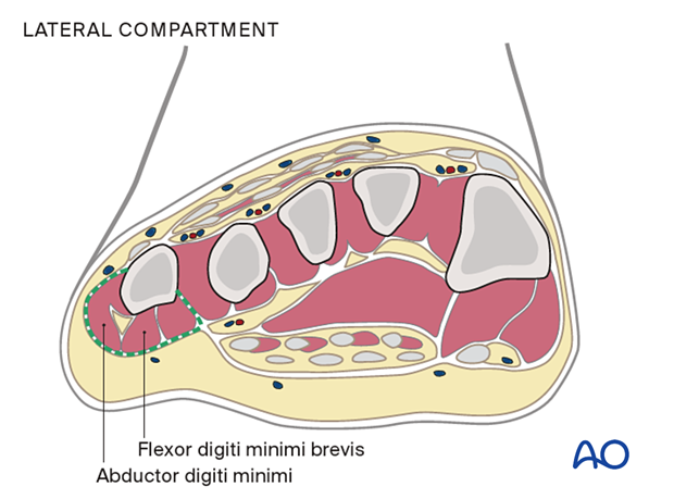 Lateral compartment of the foot