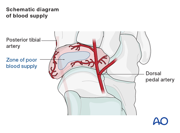 Navicular blood supply