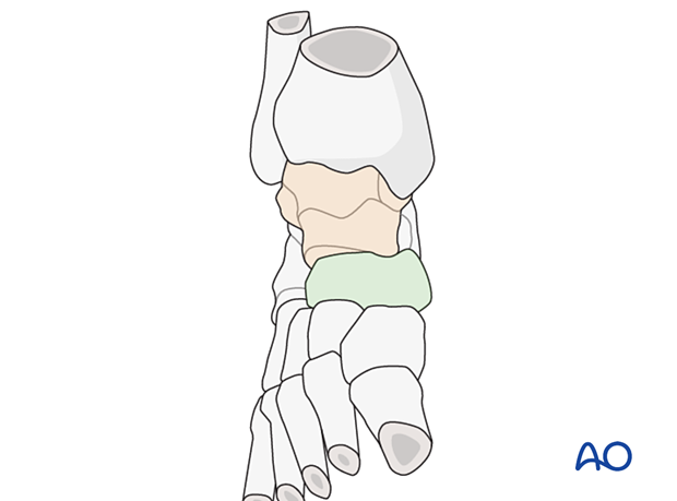 Talonavicular joint function