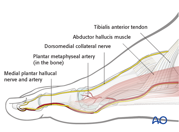 Important, relevant anatomical structures when approaching the first metatarsal from medially