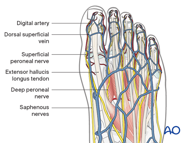 Vascularity