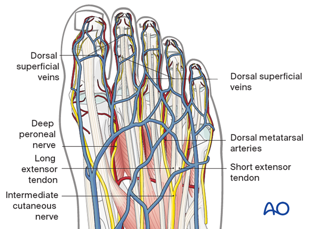 Vascular structure