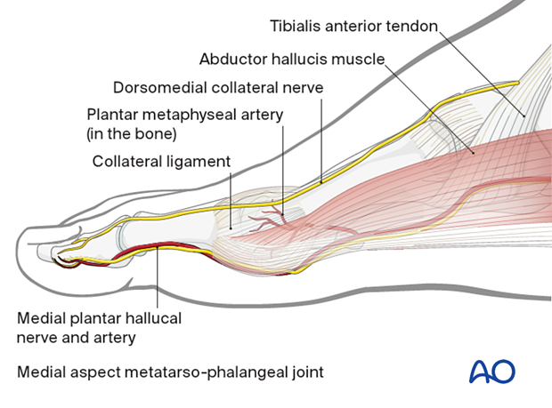 Anatomy