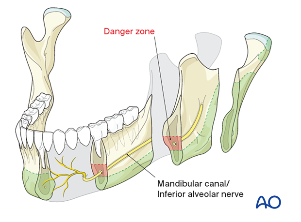 anatomy