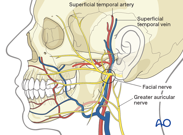 Anatomic structures at risk