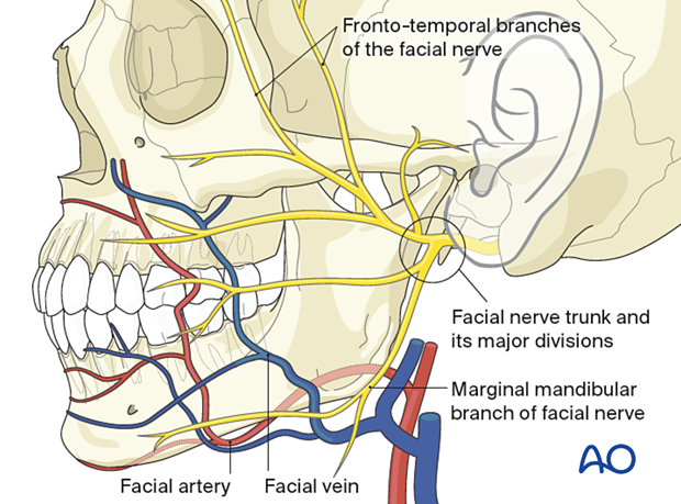 Facial nerves and vessels