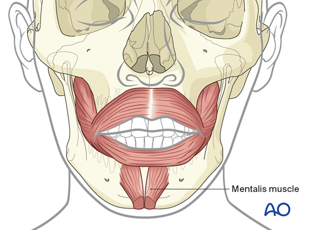 Mentalis muscle