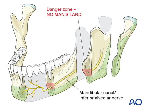 Bony cross sections and intraosseous structures