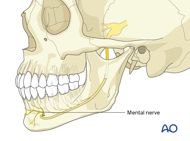 Mental nerve path