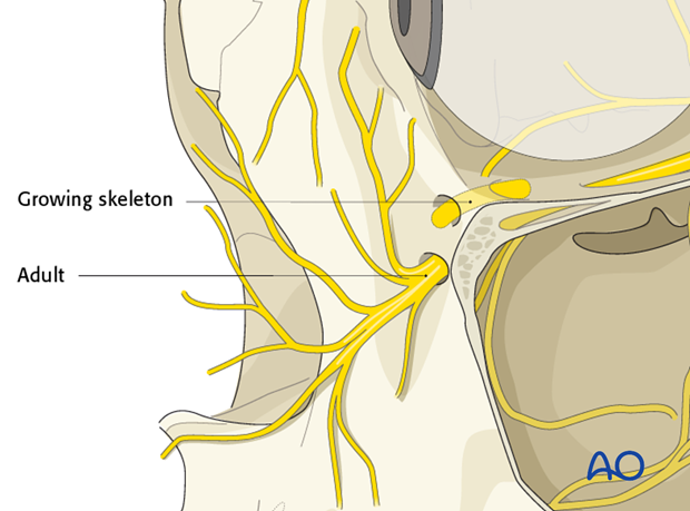 orbital reconstruction