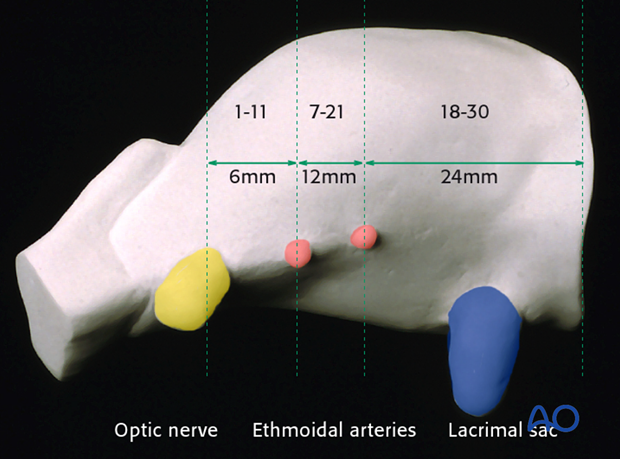 periorbital dissection introduction