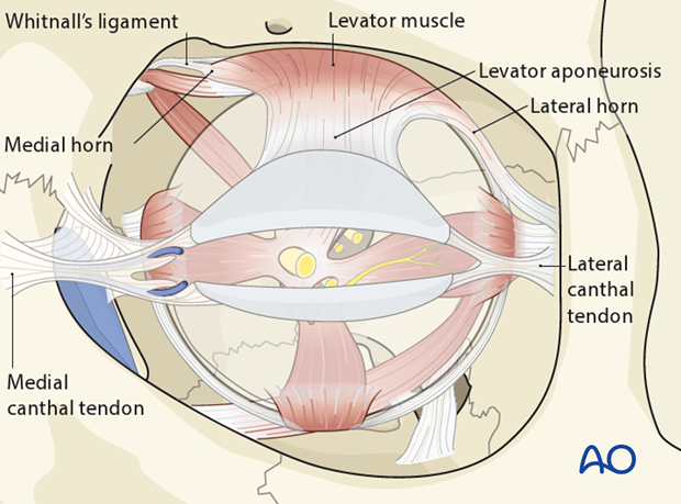 periorbital dissection introduction