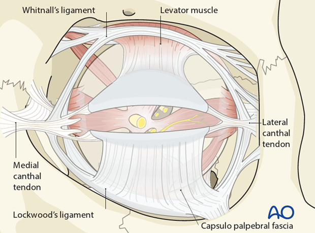 periorbital dissection introduction