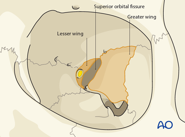 bony anatomy of the orbit