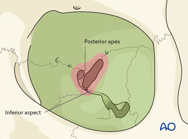 bony anatomy of the orbit