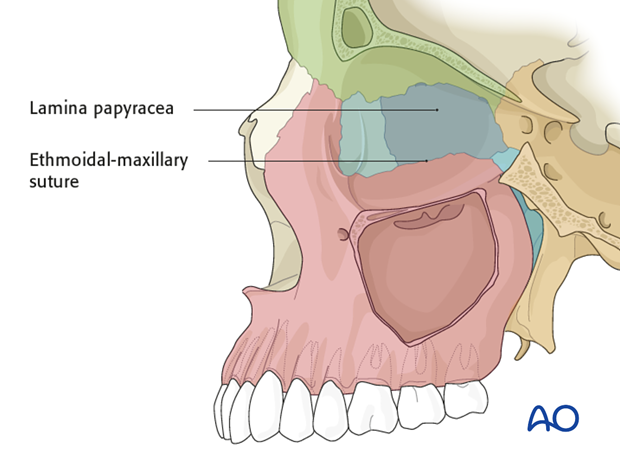 bony anatomy of the orbit