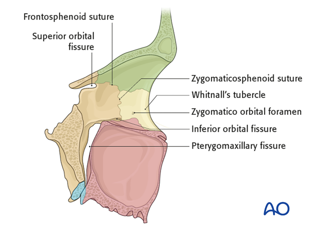 bony anatomy of the orbit