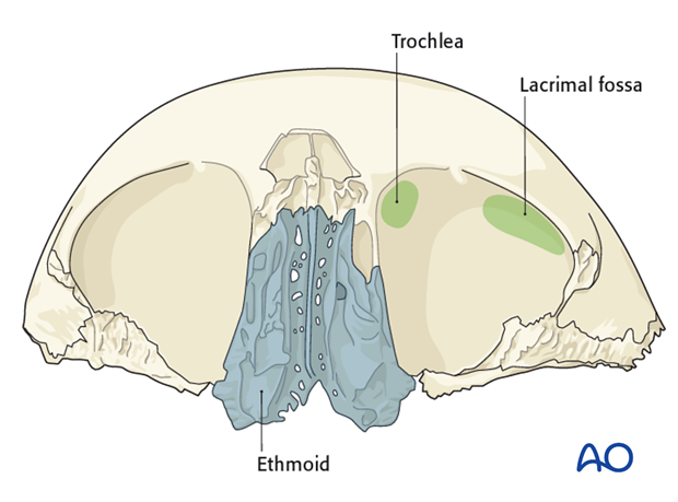 bony anatomy of the orbit