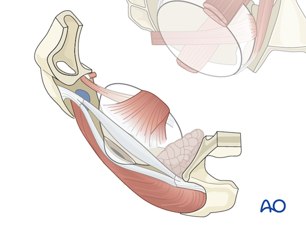 correlation of surface and cross sectional anatomy