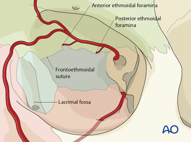 bony anatomy of the orbit