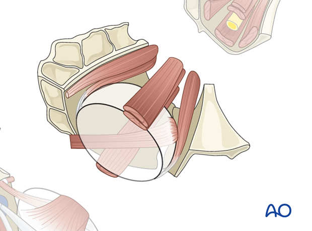 correlation of surface and cross sectional anatomy