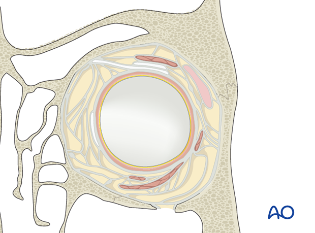 correlation of surface and cross sectional anatomy