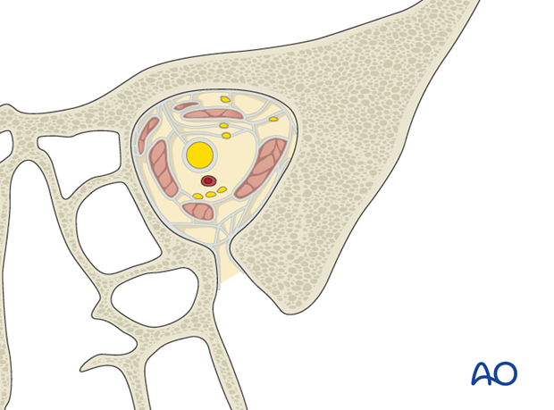 correlation of surface and cross sectional anatomy