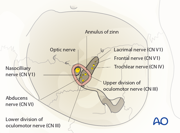 periorbital dissection introduction